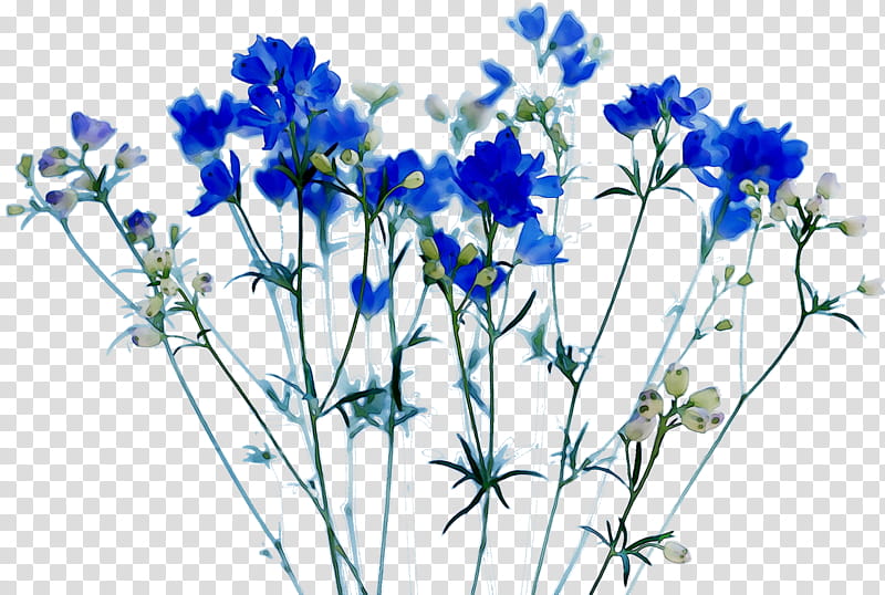 Floral Flower, Cut Flowers, Flower Bouquet, Floral Design, Plant Stem, Plants, Chicory, Ixia transparent background PNG clipart