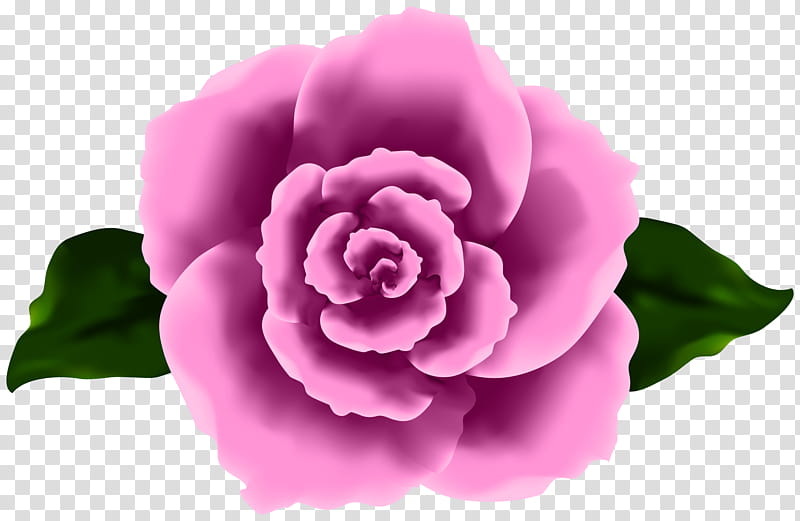 Pink Flower, Cabbage Rose, Garden Roses, Blue Rose, Rose Pink , Japanese Camellia, Sasanqua Camellia, Petal transparent background PNG clipart
