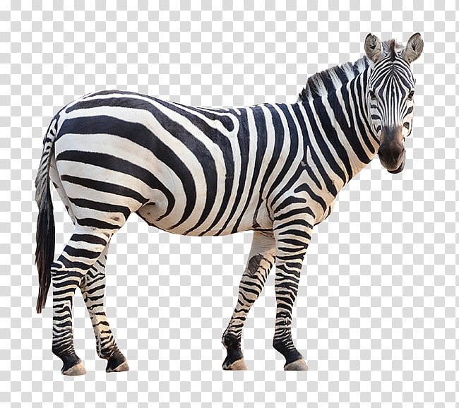 Zebra, Mountain Zebra, Plains Zebra, Wildlife, Neck, Animal Figure transparent background PNG clipart