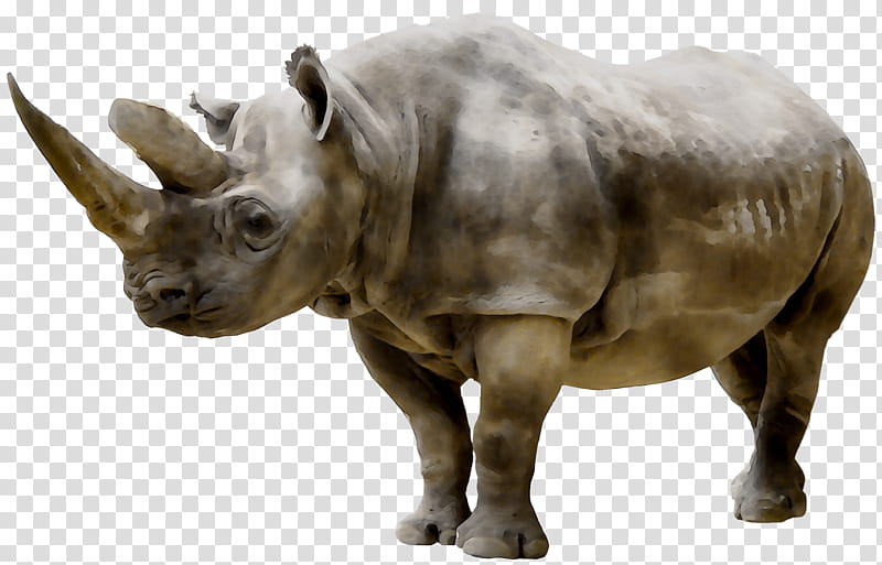 Rhinoceros Rhinoceros, Nashorn, Drawing, Javascript Engine, White Rhinoceros, Indian Rhinoceros, Black Rhinoceros, Animal Figure transparent background PNG clipart