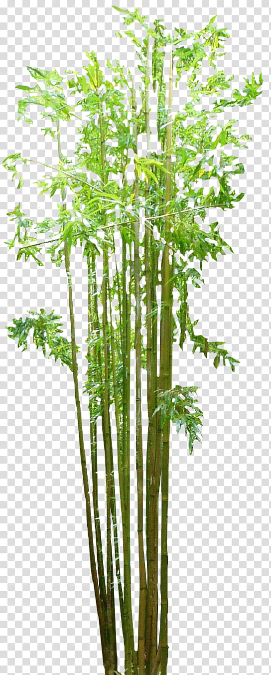 Bamboo Bambou Bambu cut transparent background PNG clipart