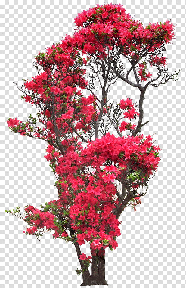 collection, red flower vine transparent background PNG clipart