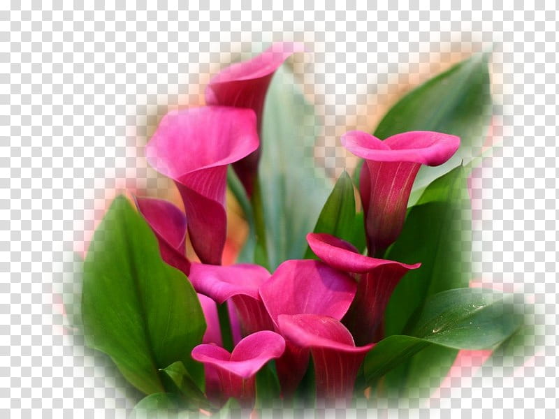Lily Flower, Calla Lily, Bog Arum, Plants, Titan Arum, Arum Lilies, Inflorescence, Houseplant transparent background PNG clipart