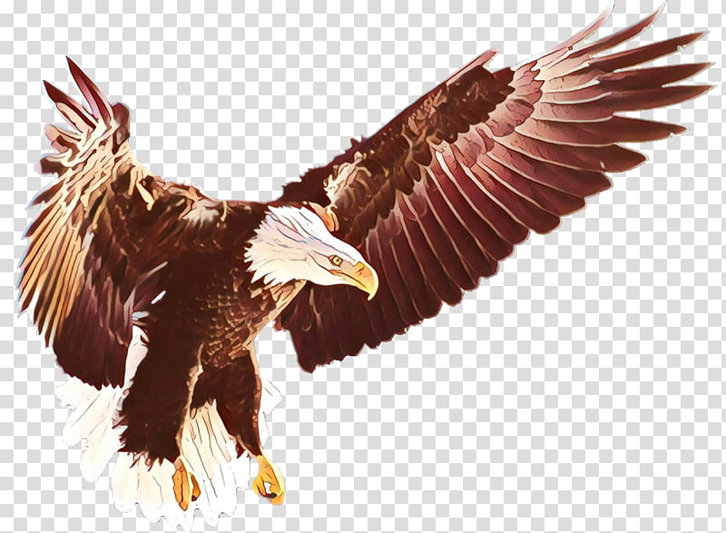 Sea Bird, Cartoon, Eagle, Desktop , Bald Eagle, Sky, Mobile Phones, Eagle Flight transparent background PNG clipart