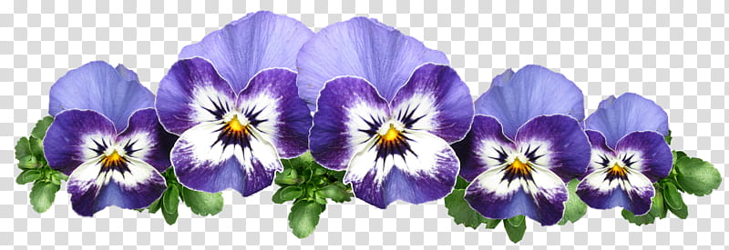 Drawing Of Family, Pansy, Violet, Flower, VIOLA, Wild Pansy, Plant, Purple transparent background PNG clipart