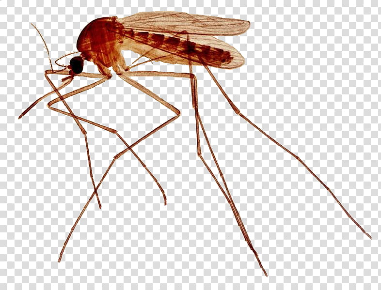 Tiger, Mosquito, Culex Pipiens, Nematocera, Culex Quinquefasciatus, Yellow Fever Mosquito, Insect, Asian Tiger Mosquito transparent background PNG clipart