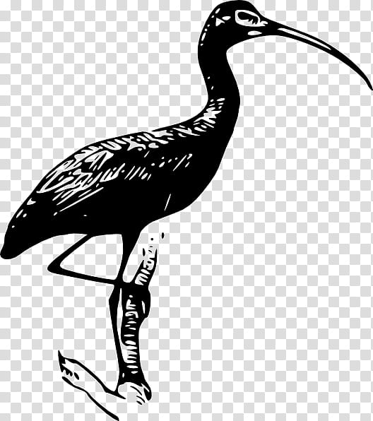 Crane Bird, Ibis, Scarlet Ibis, Glossy Ibis, Wood Stork, American White Ibis, Drawing, Beak transparent background PNG clipart