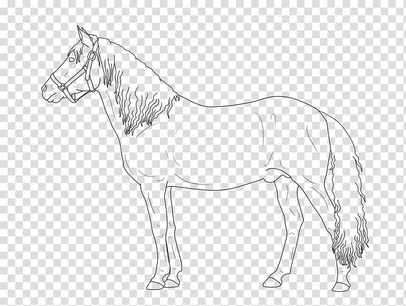 FREE LINEART TO USE Paso Fino Stallion transparent background PNG clipart