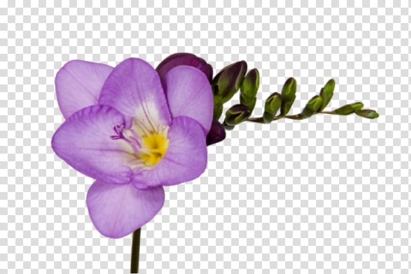 Flowers, Freesia, Cut Flowers, Crocus, Bulb, Purple, Calla Lily, Common Lilac transparent background PNG clipart