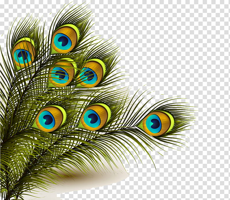 Peacock, Peafowl, Feather, Feather Peacock, Indian Peafowl, Close Up, Beak transparent background PNG clipart