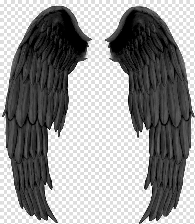 PART Material, black wings transparent background PNG clipart