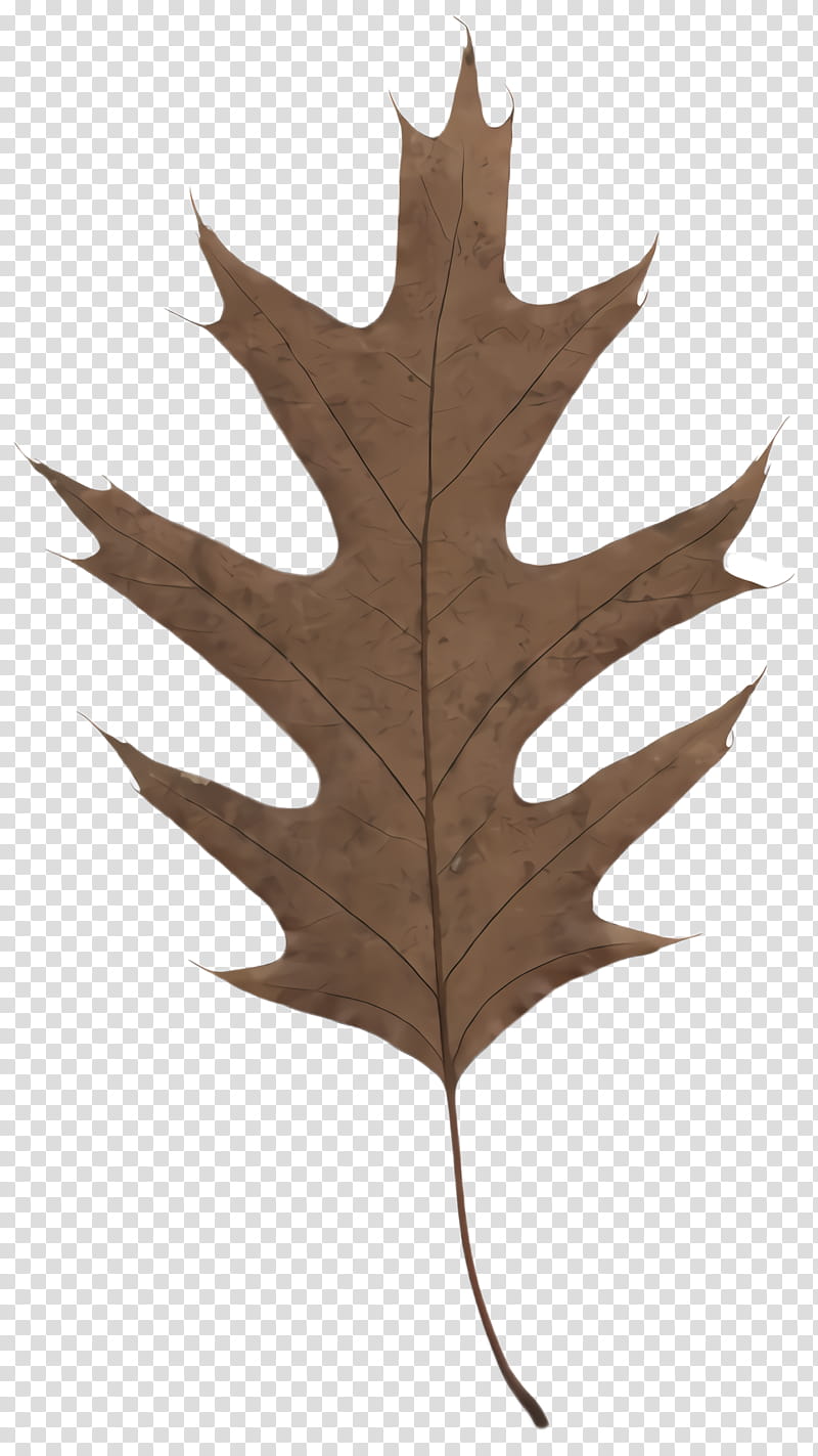 Maple leaf, Tree, Plant, Black Oak, Plane, Woody Plant, Scarlet Oak, Black Maple transparent background PNG clipart