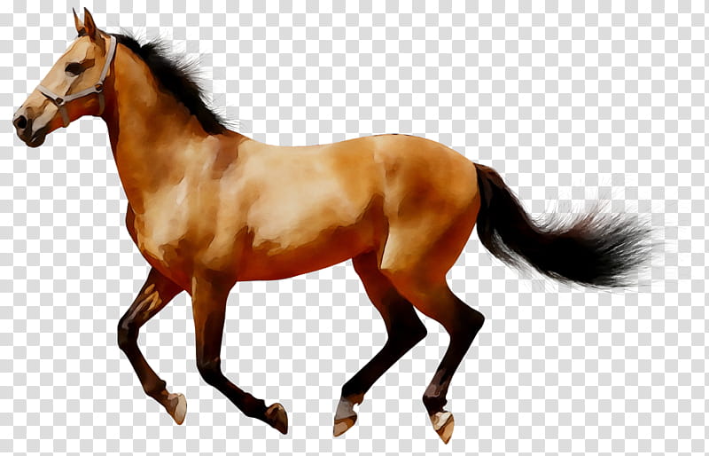 Horse, Arabian Horse, American Quarter Horse, Buckskin, Horserider, Drawing, Animal Figure, Mane transparent background PNG clipart