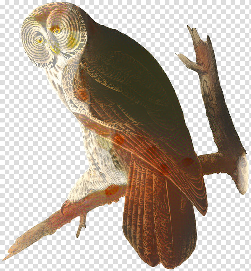 Grey, Owl, Birds Of America, Great Grey Owl, Eastern Screech Owl, Great Horned Owl, Cinereous Owl, Painting transparent background PNG clipart