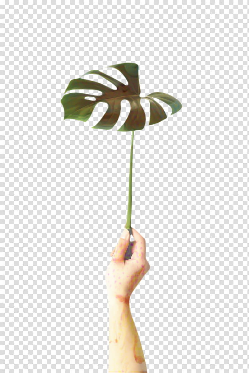 Palm Tree, Monstera Leaf, Green Leaf, Simple, Swiss Cheese Plant, Flower, Plants, Plant Stem transparent background PNG clipart