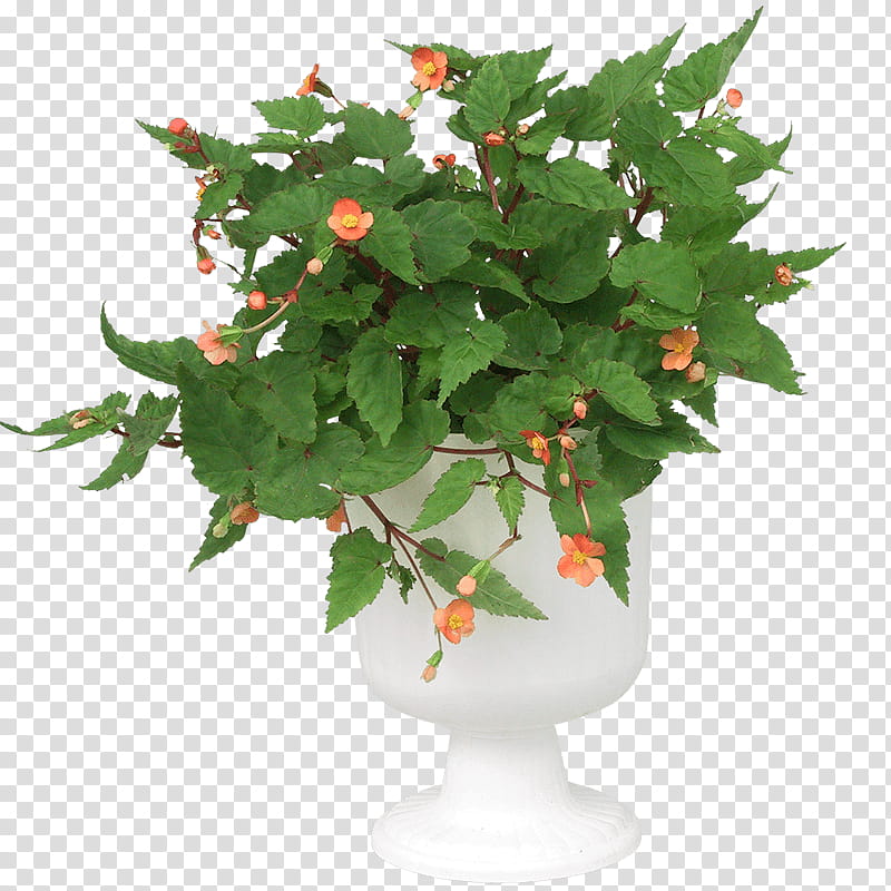 Flower Vase, Drawing, Bonsai, Cachepot, Penjing, Fishpond Limited, Plant, Flowerpot transparent background PNG clipart