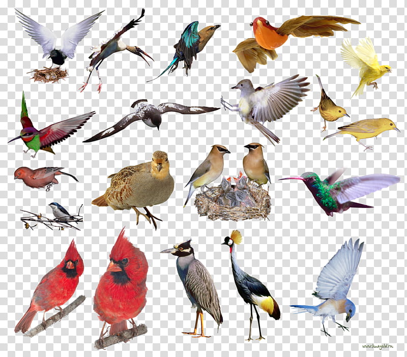 Owl, Beak, Bird, Feather, Animal, Drawing, Finches, Great Spotted Woodpecker transparent background PNG clipart