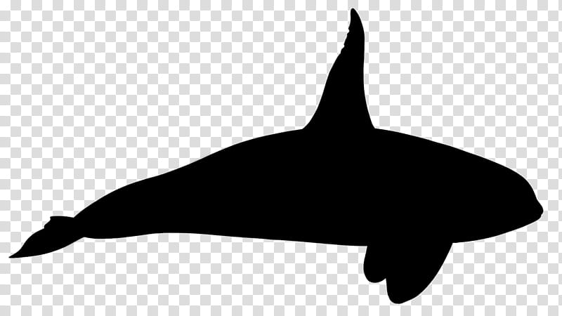 Whale, Killer Whale, Dolphin, Silhouette, Whales, Beak, Fin, Cetacea transparent background PNG clipart