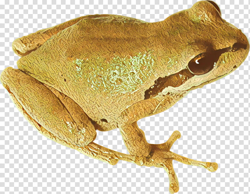 Frog, American Bullfrog, True Frog, Tree Frog, Toad, Animal, Hyla, Shrub Frog transparent background PNG clipart