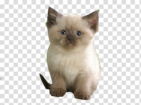 Gatito, Siamese kitten transparent background PNG clipart