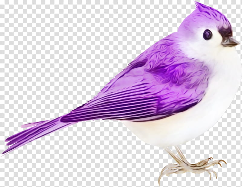 Feather, Watercolor, Paint, Wet Ink, Bird, Violet, Beak, Purple transparent background PNG clipart