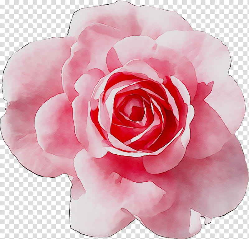 Flowers, Garden Roses, Cabbage Rose, Floribunda, Japanese Camellia, Brunch, Birchwood, Mothers Day transparent background PNG clipart
