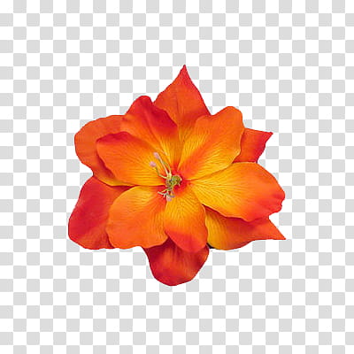 Flowers World, orange-petaled flower transparent background PNG clipart