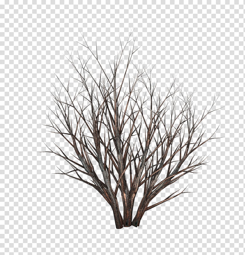 TWD Dead bushes, brown bare tree art transparent background PNG clipart