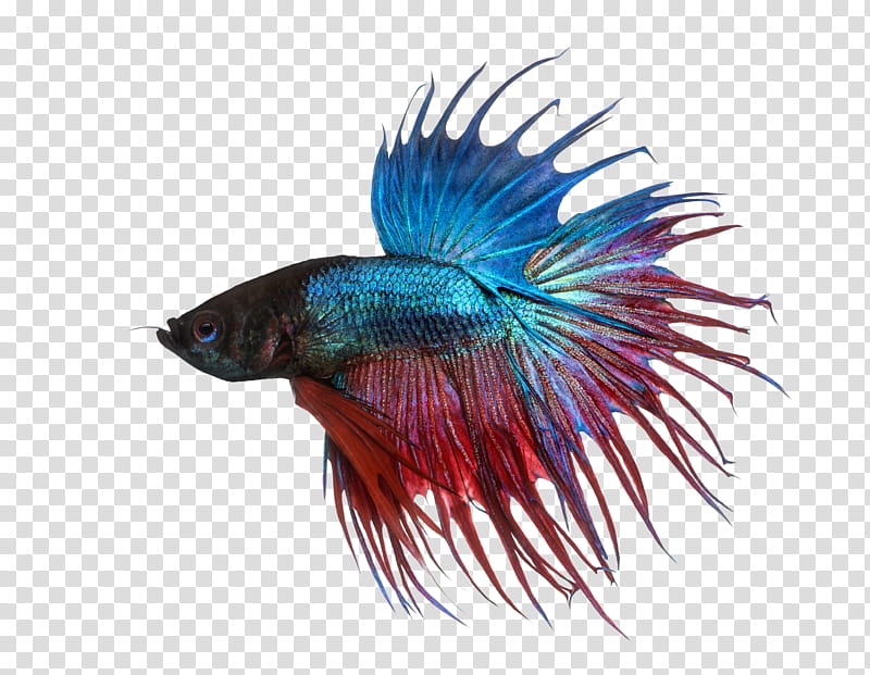 Fish , blue and red guppy fish transparent background PNG clipart