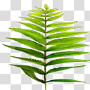 MMD PDF nd Time Machine Stage DL, green fern leaf transparent background PNG clipart