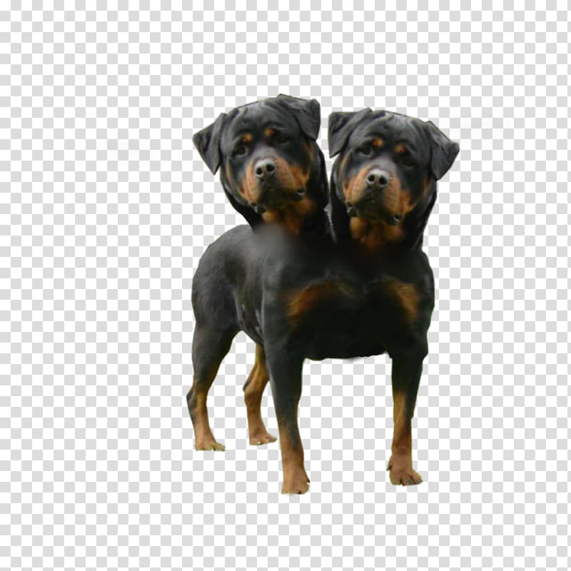Orthus Two Headed Dog Vamp, adult black and tan Rottweiler transparent background PNG clipart