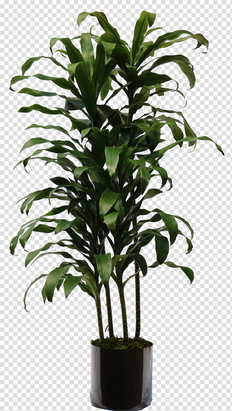 Flower Garden, Dracaena Fragrans, Houseplant, Plants, Nasa Clean Air Study, Interior Design Services, Fiddleleaf Fig, Ficus Maclellandii transparent background PNG clipart