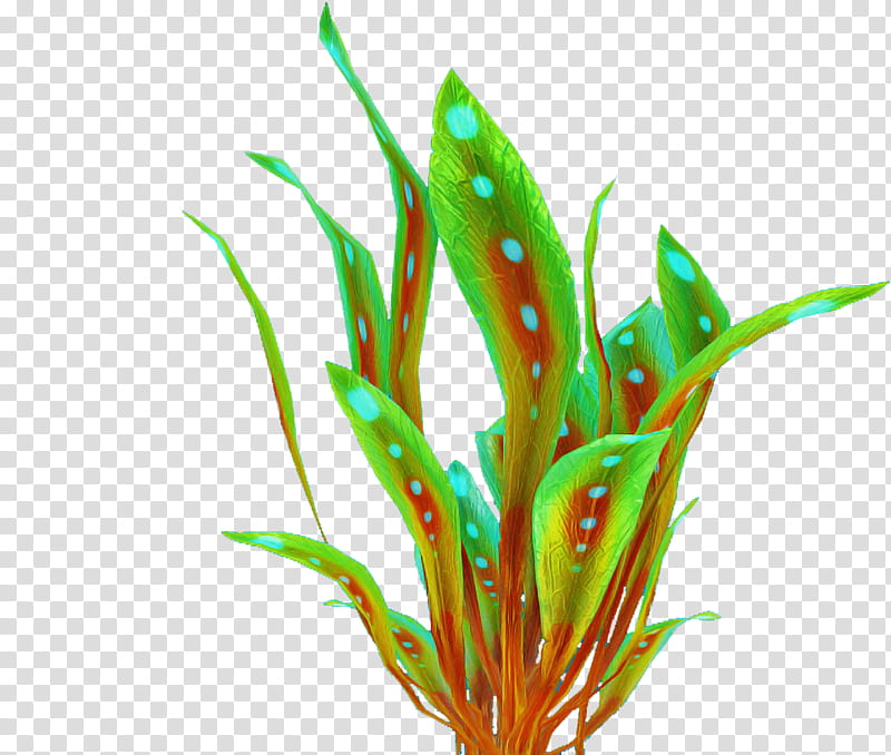 aquarium decor plant grass leaf terrestrial plant, Grass Family, Flower, Fish Supply, Plant Stem, Pet Supply, Chlorophyta transparent background PNG clipart