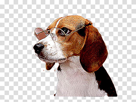 , tricolor beagle wearing eyeglasses transparent background PNG clipart