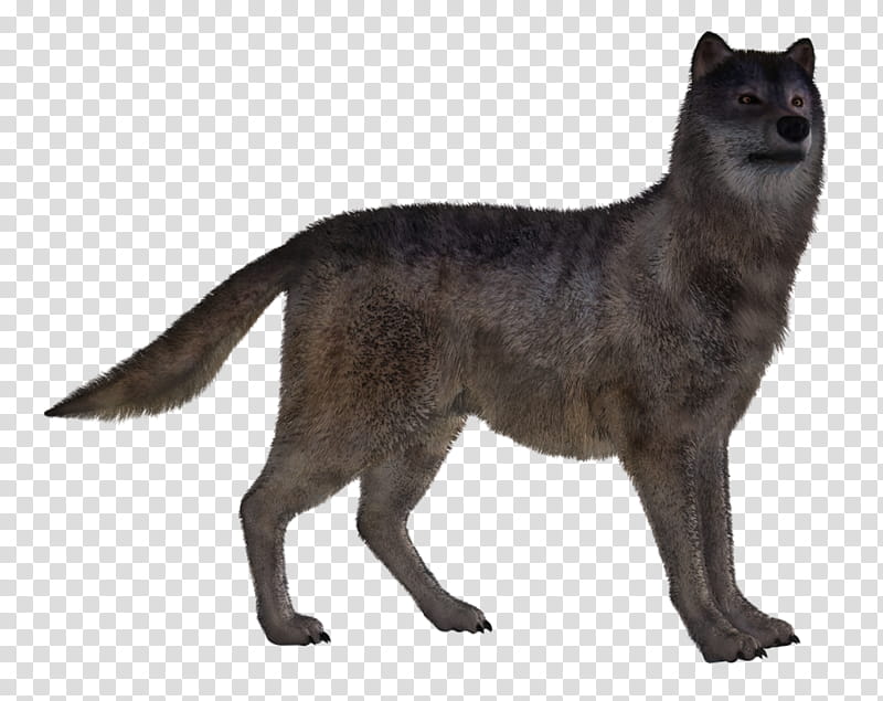 Wolf Poses , brown and gray wolf transparent background PNG clipart