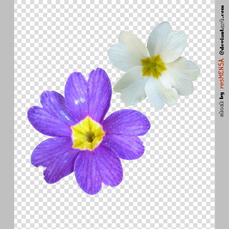 Primula mix , white and purple petaled flower transparent background PNG clipart