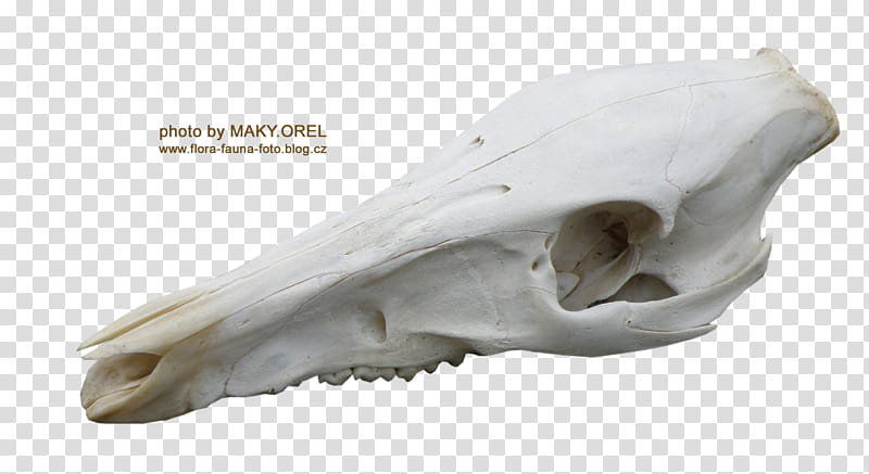 SET Wild boar skull, white animal skull art transparent background PNG clipart