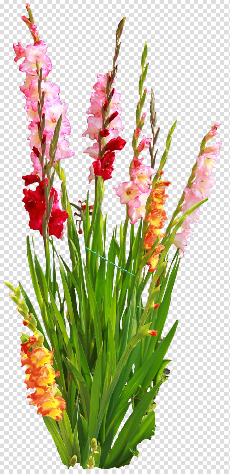 Light Bulb, Gladiolus, Flower, Cut Flowers, Floral Design, Freesia, Incandescent Light Bulb, Plant Stem transparent background PNG clipart
