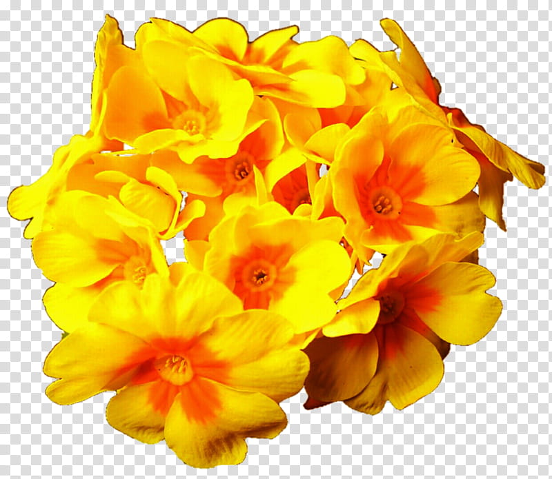 Sunny Geranium Flowers transparent background PNG clipart