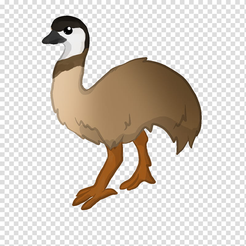 Emu transparent background PNG clipart
