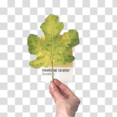 SHARE Pantone JAEXI, person holding green leaf with text overlay transparent background PNG clipart