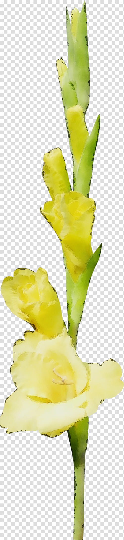 flower flowering plant yellow plant gladiolus, Watercolor, Paint, Wet Ink, Petal, Iris Family, Plant Stem, Cut Flowers transparent background PNG clipart