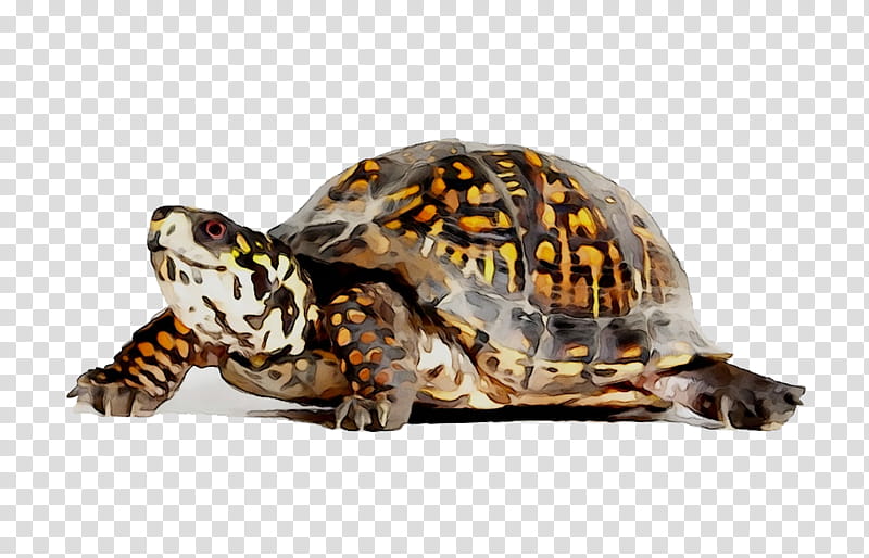 Sea Turtle, Reptile, Eastern Box Turtle, Threetoed Box Turtle, Painted Turtle, Tortoise, Pet, Ornate Box Turtle transparent background PNG clipart