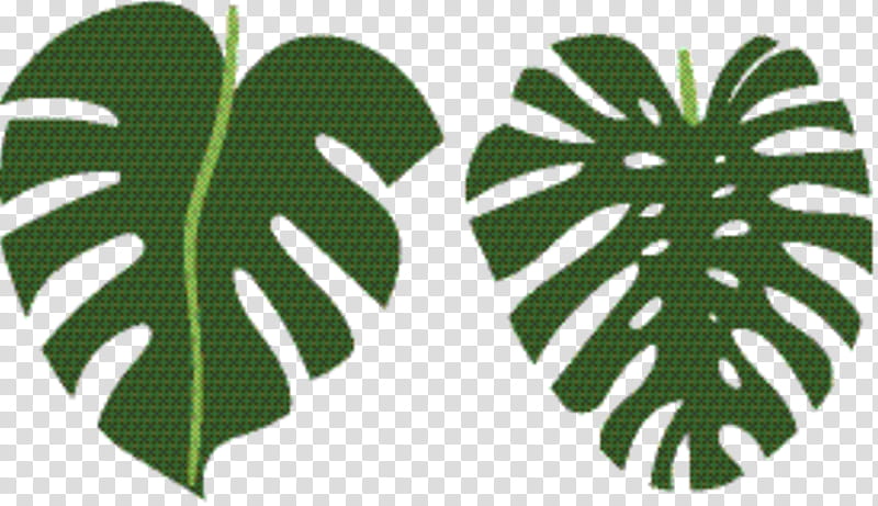 Green Leaf, Line, Tree, Meter, Monstera Deliciosa, Plant, Botany transparent background PNG clipart