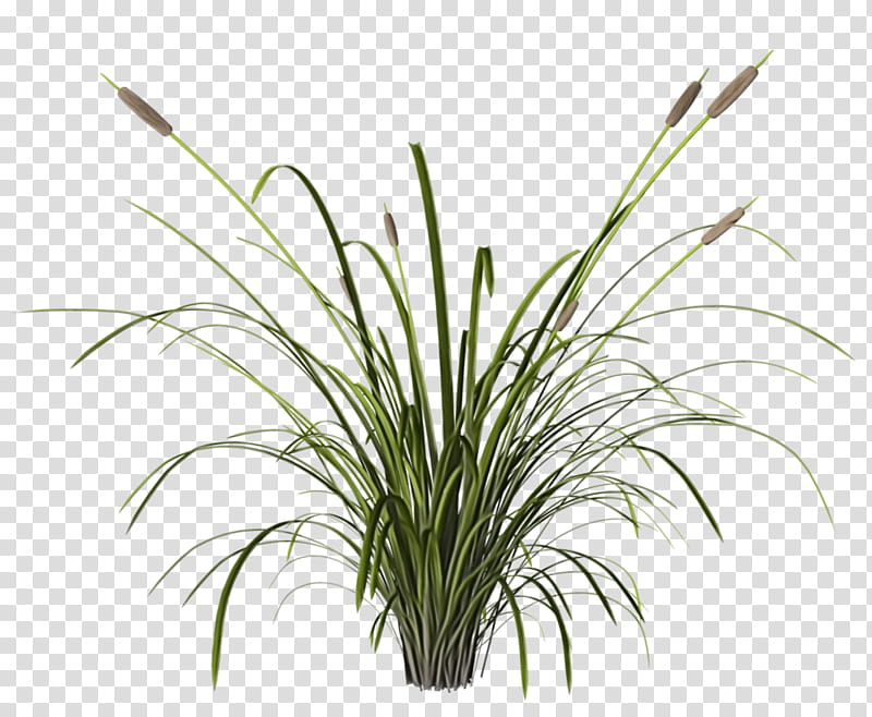 grass plant flower grass family leaf, Watercolor, Paint, Wet Ink, Terrestrial Plant, Houseplant, Flowering Plant, Chives transparent background PNG clipart