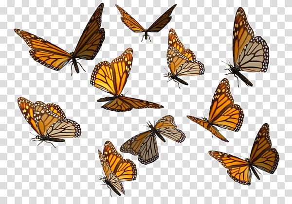 Butterfly, monarch butterflies transparent background PNG clipart