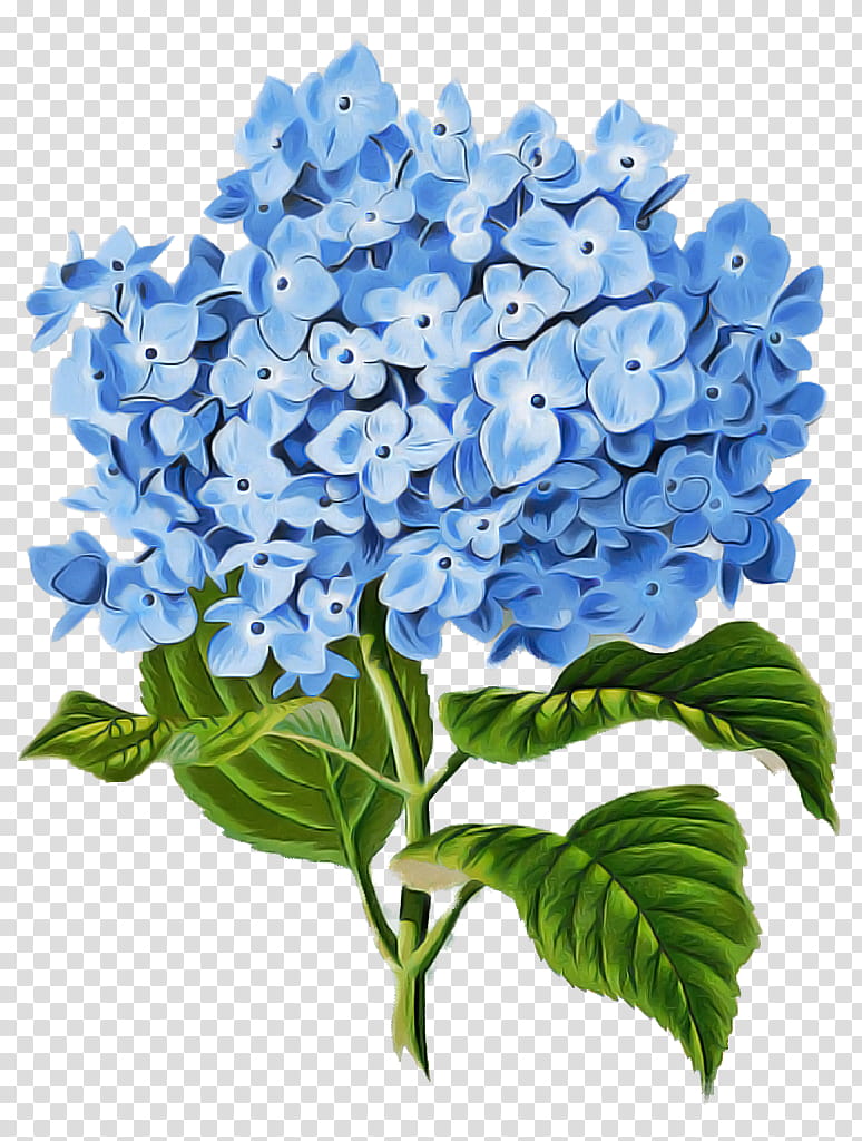 flower blue hydrangea plant hydrangeaceae, Petal, Lilac, Cut Flowers, Cornales transparent background PNG clipart