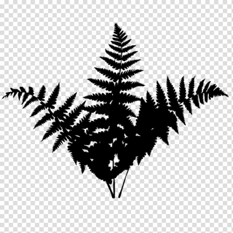 Family Tree Silhouette, Black White M, Line, Leaf, Vascular Plant, Fern, Ferns And Horsetails, Colorado Spruce transparent background PNG clipart