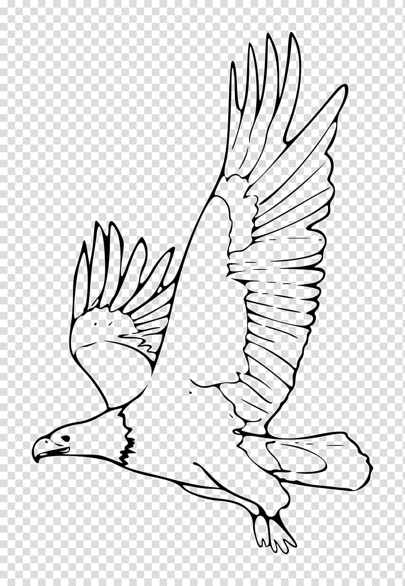 Bald eagle Drawing Black eagle, Bird, White, Line Art, Beak, Head, Coloring Book, Tail transparent background PNG clipart
