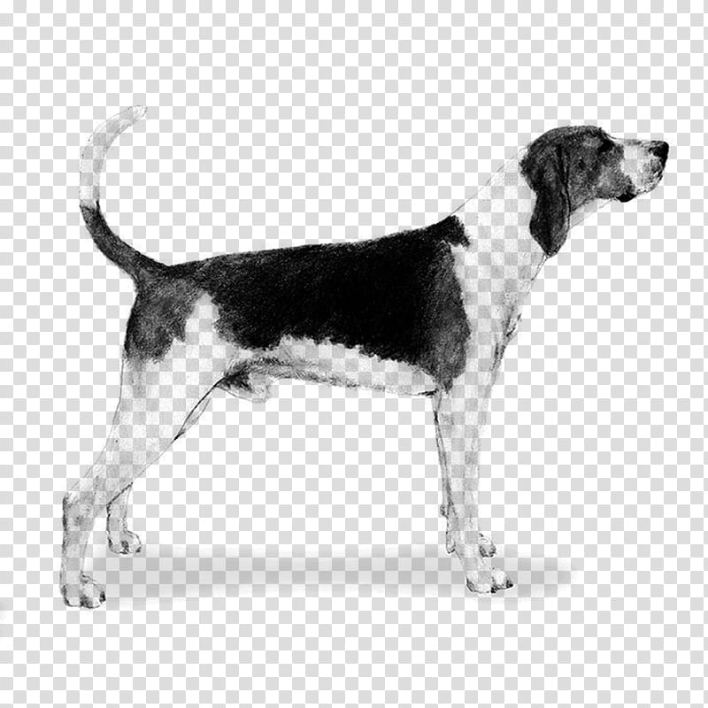 Dog, Treeing Walker Coonhound, English Foxhound, American Foxhound, Harrier, Beagle, Beagleharrier, Finnish Hound transparent background PNG clipart